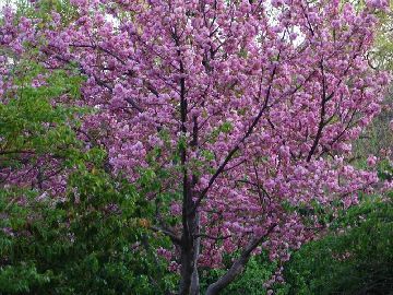 玉淵潭公園游玩攻略櫻花節(jié)時間是幾月