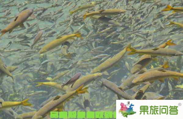 品嘗裂腹魚(yú)就到香格里拉屬都湖