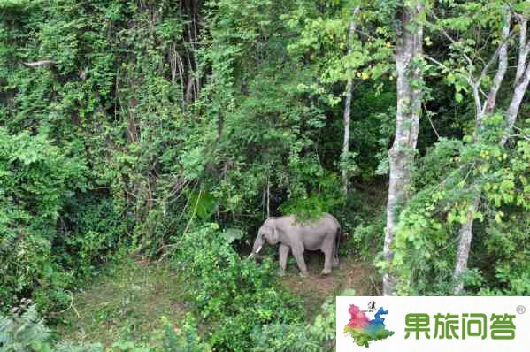 云南那里能看到野生動物野生大象