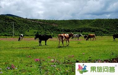 香格里拉大草原-昆明國旅告訴您，云南旅游怎樣管住自己的錢包