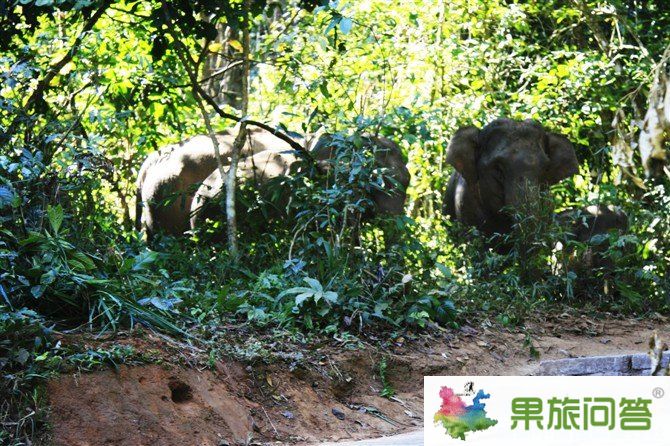 西雙版納野象谷景區(qū) 我看到了真正的野象