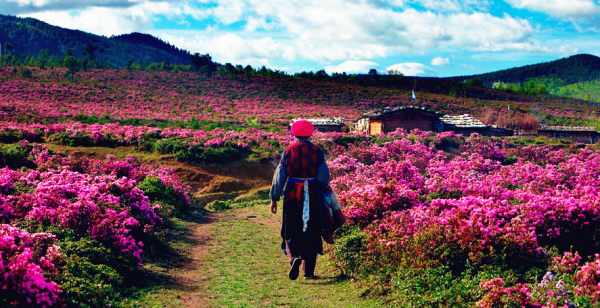 這個(gè)季節(jié)是香格里拉花季，現(xiàn)在去云南旅游安全嗎？云南旅游十一旺季去云南旅游安全了嗎？